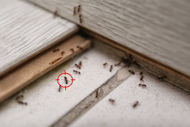 Best Residential Pest Control  in Jacobus, PA