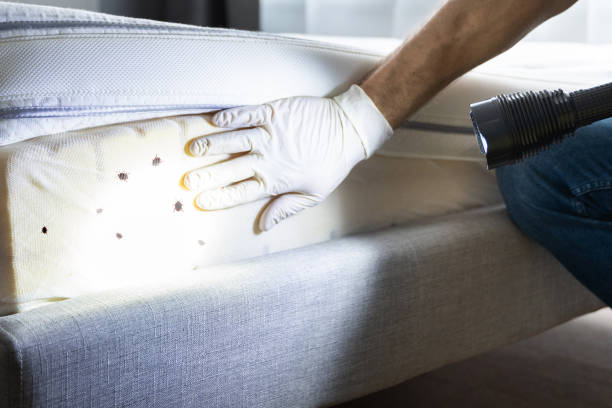Flea Control Services in Jacobus, PA
