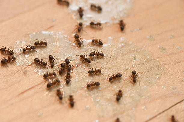 Best Emergency Pest Control  in Jacobus, PA