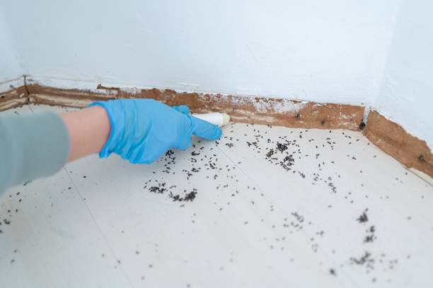 Best Local Pest Control Services  in Jacobus, PA